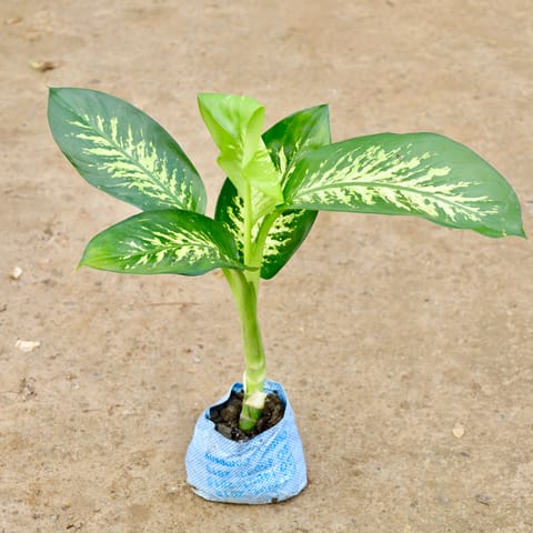 Dieffenbachia in 4 Inch Nursery Bag