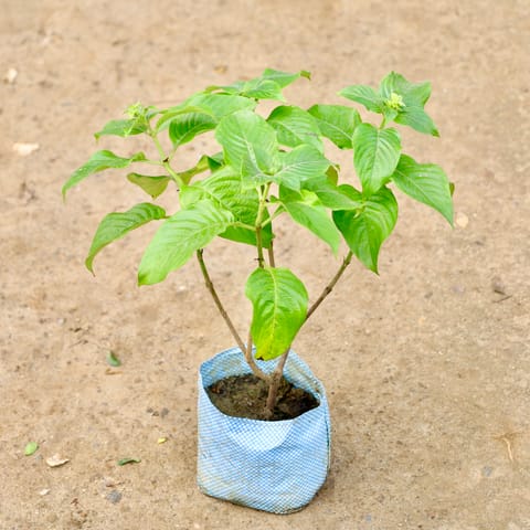 Mussaenda (Any Colour) in 7 Inch Nursery Bag