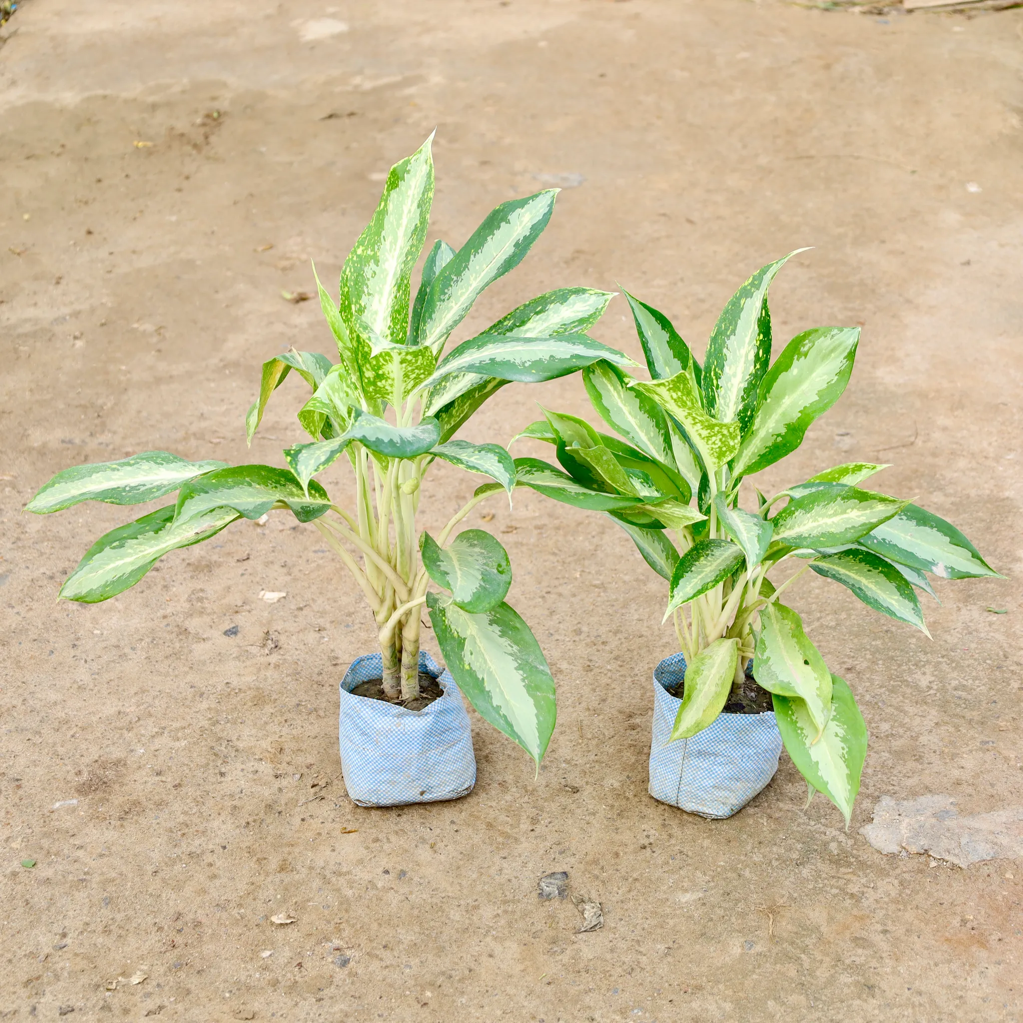 Set of 2 - Aglaonema Dove in 7 Inch Nursery Bag