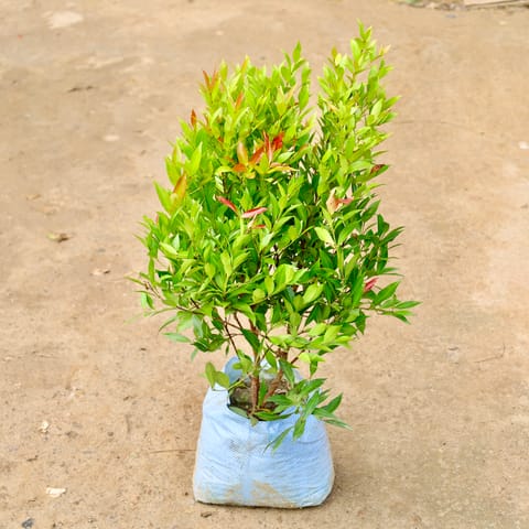 Syzygium / Christina Ficus in 10 Inch Nursery Bag