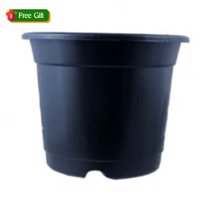 Free Gift - 4 Inch Black Nursery Pot - Flash Sale