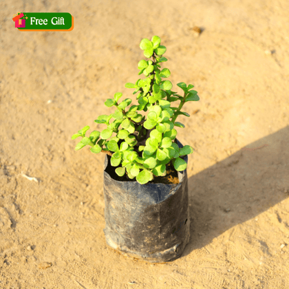 Free Gift - Jade in 4 Inch Nursery Bag - Flash Sale