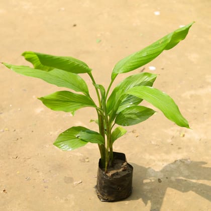 Buy Turmeric / Haldi in 5 Inch Nursery Bag Online | Urvann.com