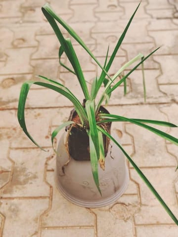 Rajnigandha / Tuberose White in 5 Inch Nursery bag