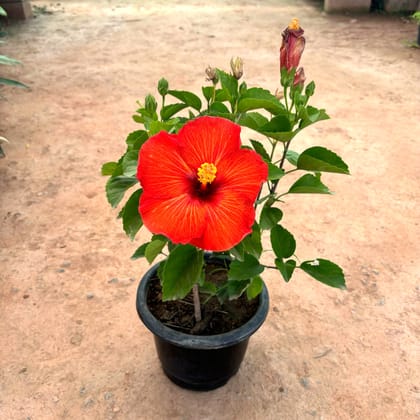 Hibiscus Red in 8 Inch Nursery Pot