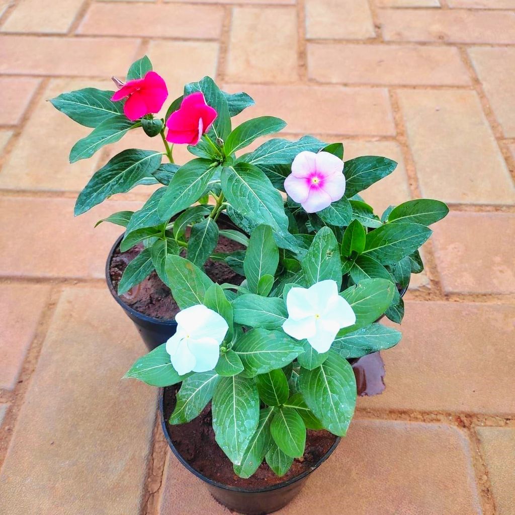 Set of 3 - Periwinkle / Sadabahar / Vinca (any colour) in 4 Inch Nursery Pot