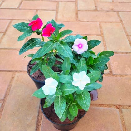 Set of 3 - Periwinkle / Sadabahar / Vinca (any colour) in 4 Inch Nursery Pot