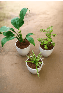 Set of 3 -Spider, Jade & Peace Lily in 4 Inch White Cup Ceramic Pot