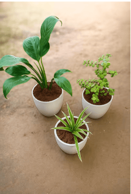 Set of 3 -Spider, Jade & Peace Lily in 4 Inch White Cup Ceramic Pot