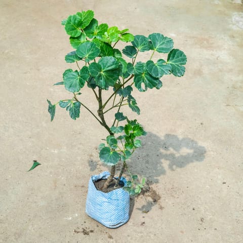 Aralia Butterfly in 5 Inch Live Plant Nursery Bag