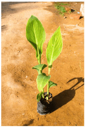 Variegated canna lily in 7 Inch Nursery Bag