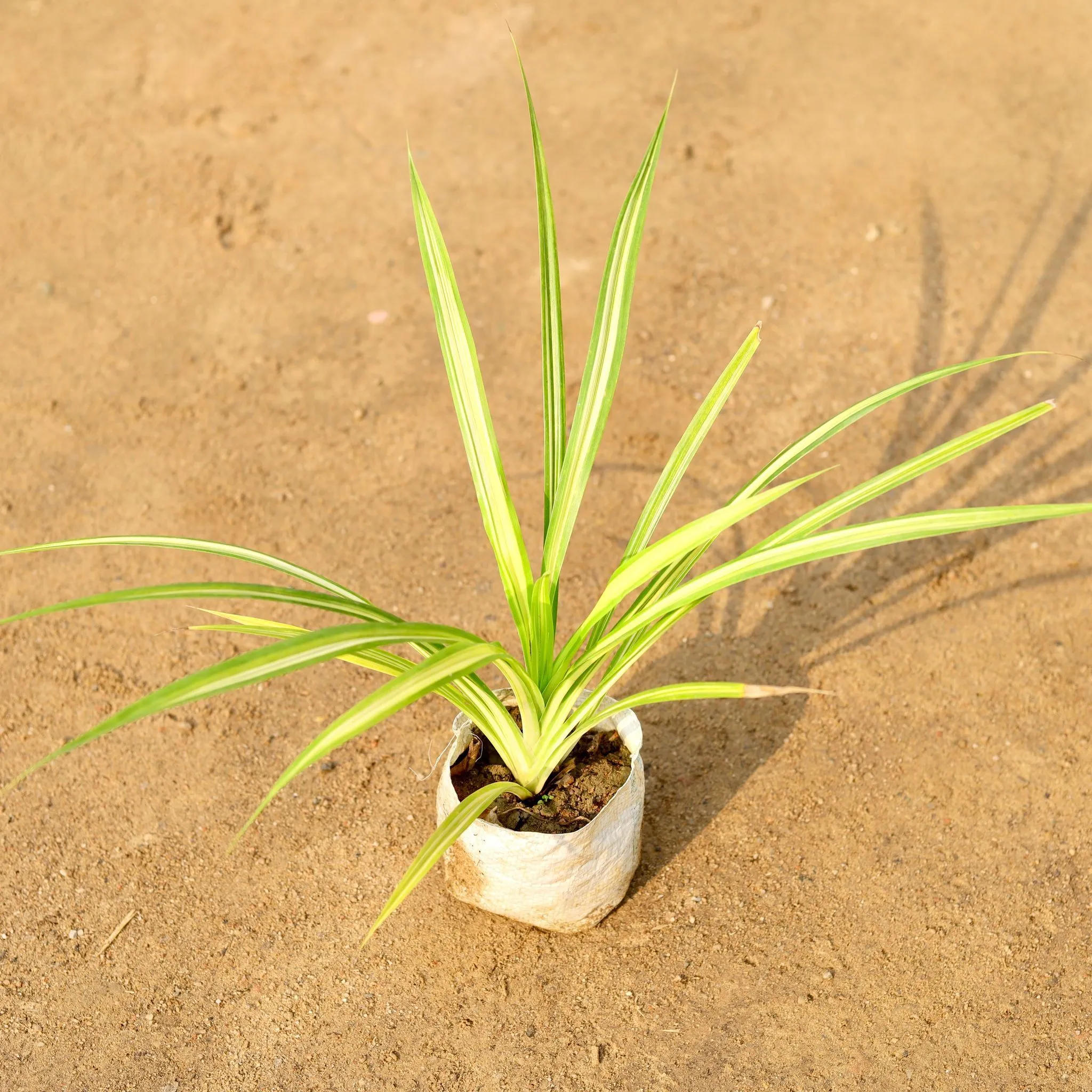 Pandanus/Golden Spider in 4 Inch Nursery Bag