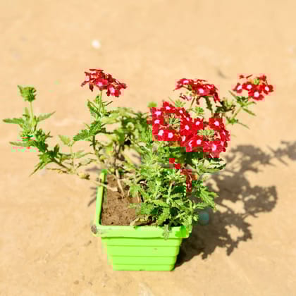 Buy Verbena (any colour) in 4 Inch Green Premium Orchid Square Plastic Pot Online | Urvann.com