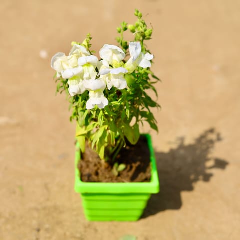 Dog Flower / Antirrhinum Majus / Snapdragon (any colour) in 4 Inch Green Premium Orchid Square Plastic Pot