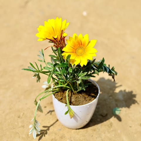 Gazania (any colour) in 4 Inch White Premium Orchid Round Plastic Pot