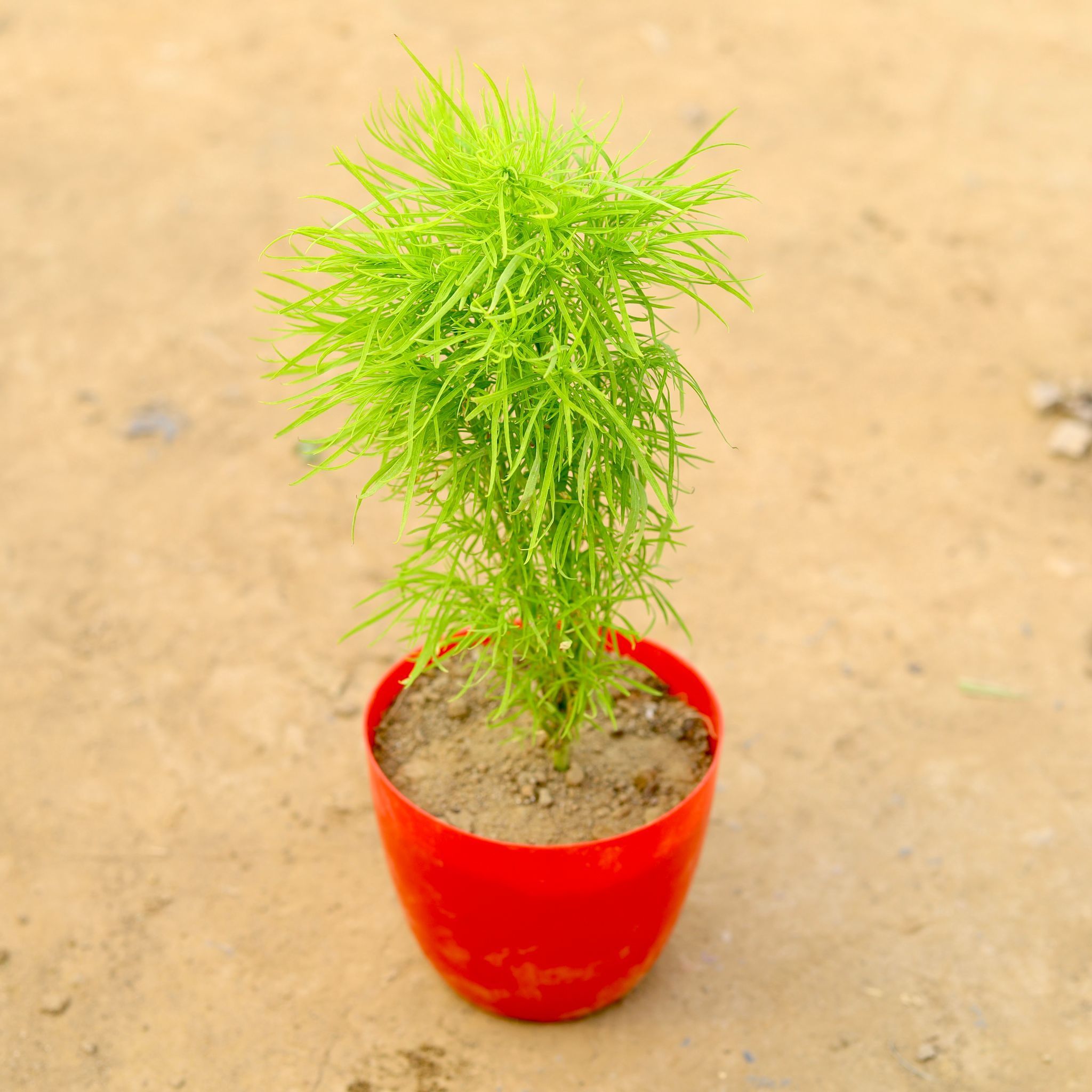 Kochia in 6 Inch Red Premium Orchid Round Plastic Pot