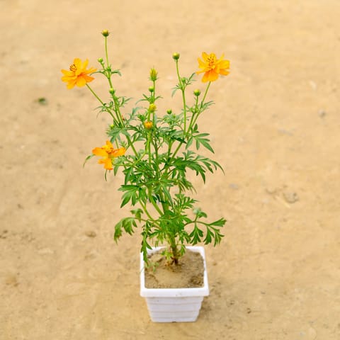Cosmos (any colour) in 6 Inch White Marble Premium Orchid Square Plastic Pot