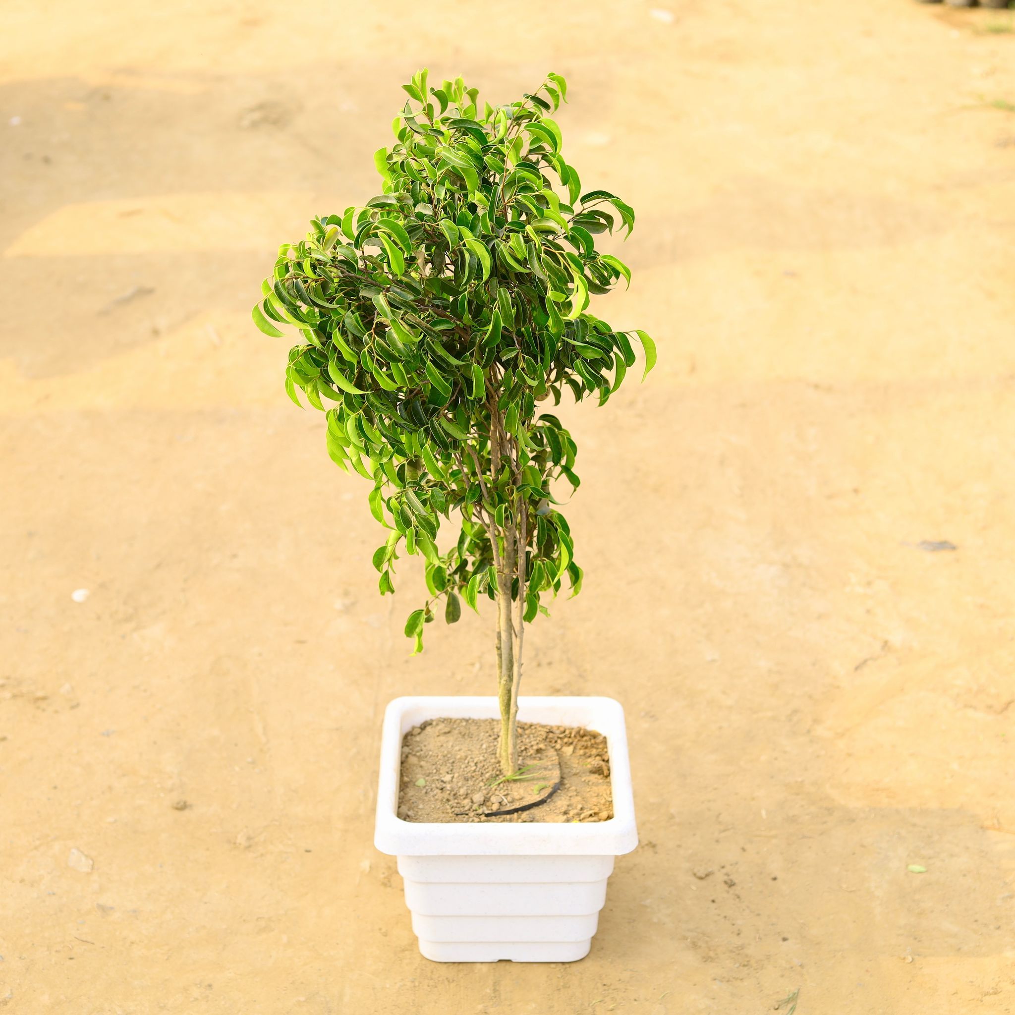 Ficus Black Bushy in 6 Inch White Marble Premium Orchid Square Plastic Pot