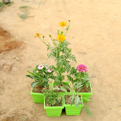 Buy Set of 5 - Cosmos, Periwinkle / Vinca / Sadabahar, Portulaca Moss Rose, Zinnia & Lavender in 4 Inch Green Premium Orchid Square Plastic Pot  Online | Urvann.com
