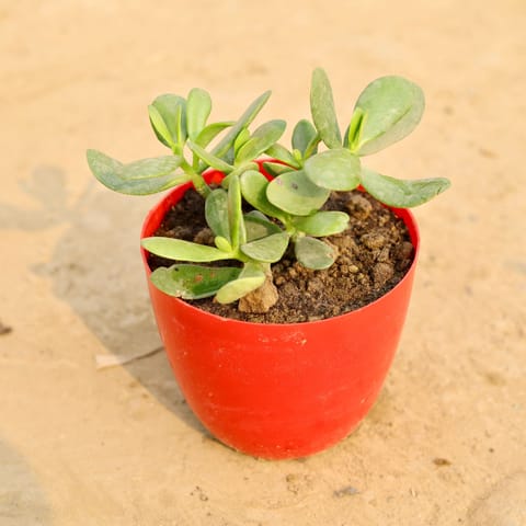 Crasulla in 6 Inch Red Premium Orchid Round Plastic Pot
