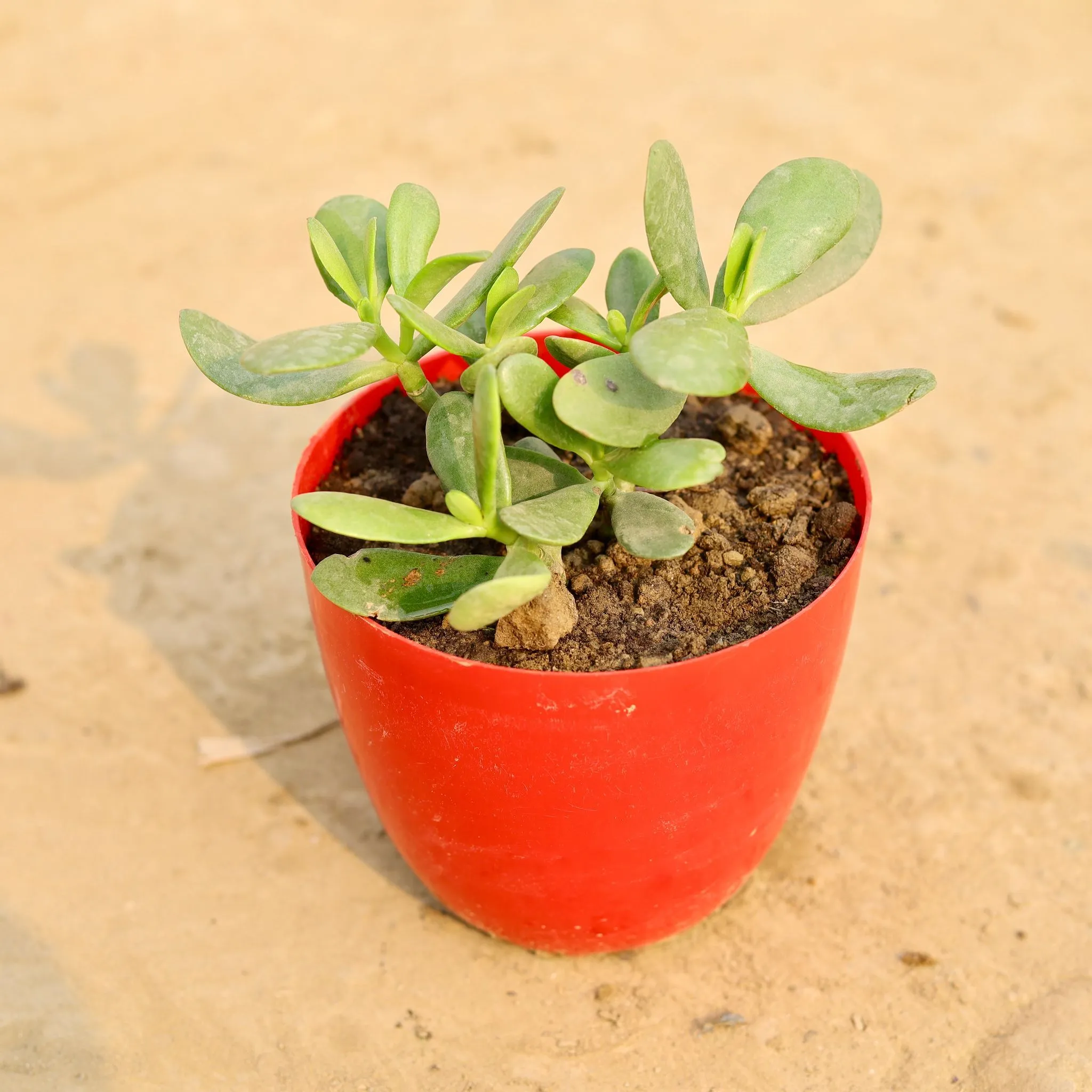 Crasulla in 6 Inch Red Premium Orchid Round Plastic Pot