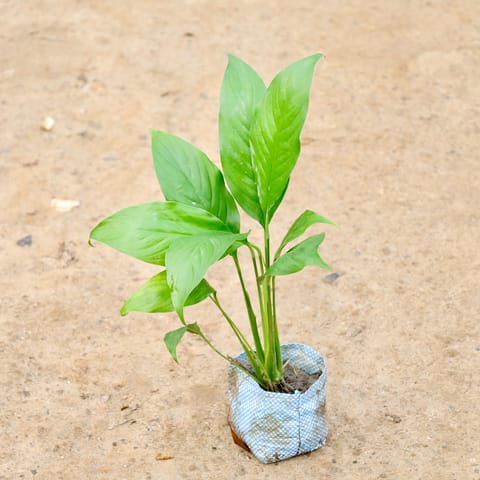 Peace Lily in 7 Inch Live Plant Nursery Bag