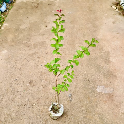 Lagerstroemia in 7 Inch Nursery Bag