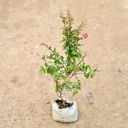 Buy Pomegranate/ Anaar  in 7 Inch Nursery Bag Online | Urvann.com