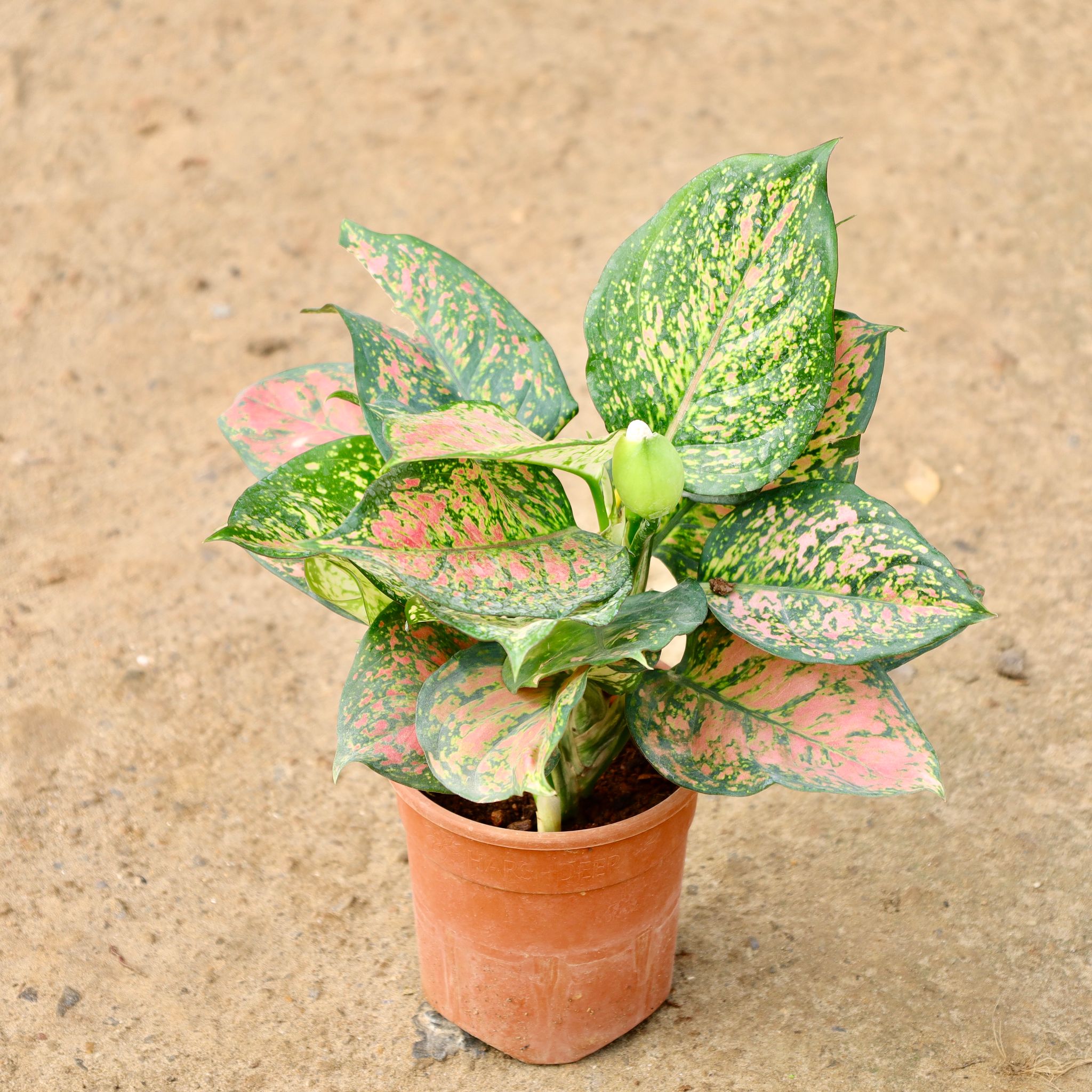 Aglaonema Red Ruby in 5 Inch Nursery Bag