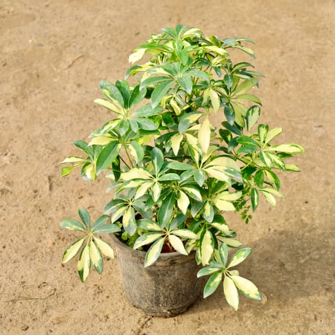 Schefflera Variegated in 8 Inch Nursery Pot