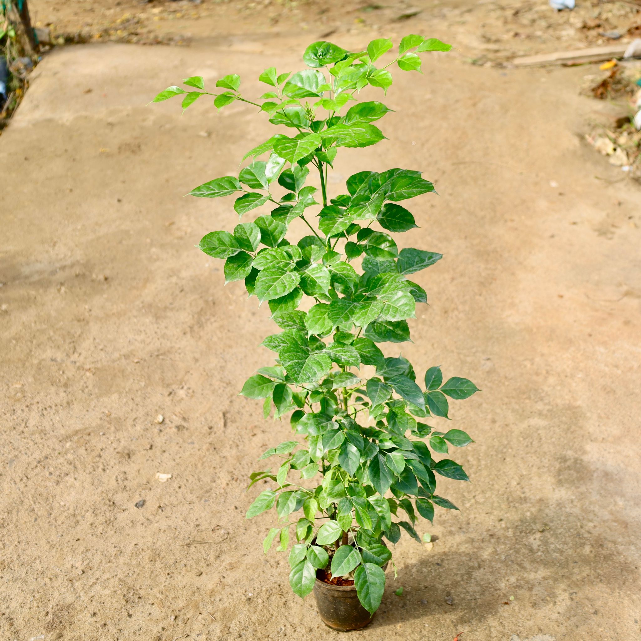 China Doll / Radermachera in 6 Inch Nursery Pot