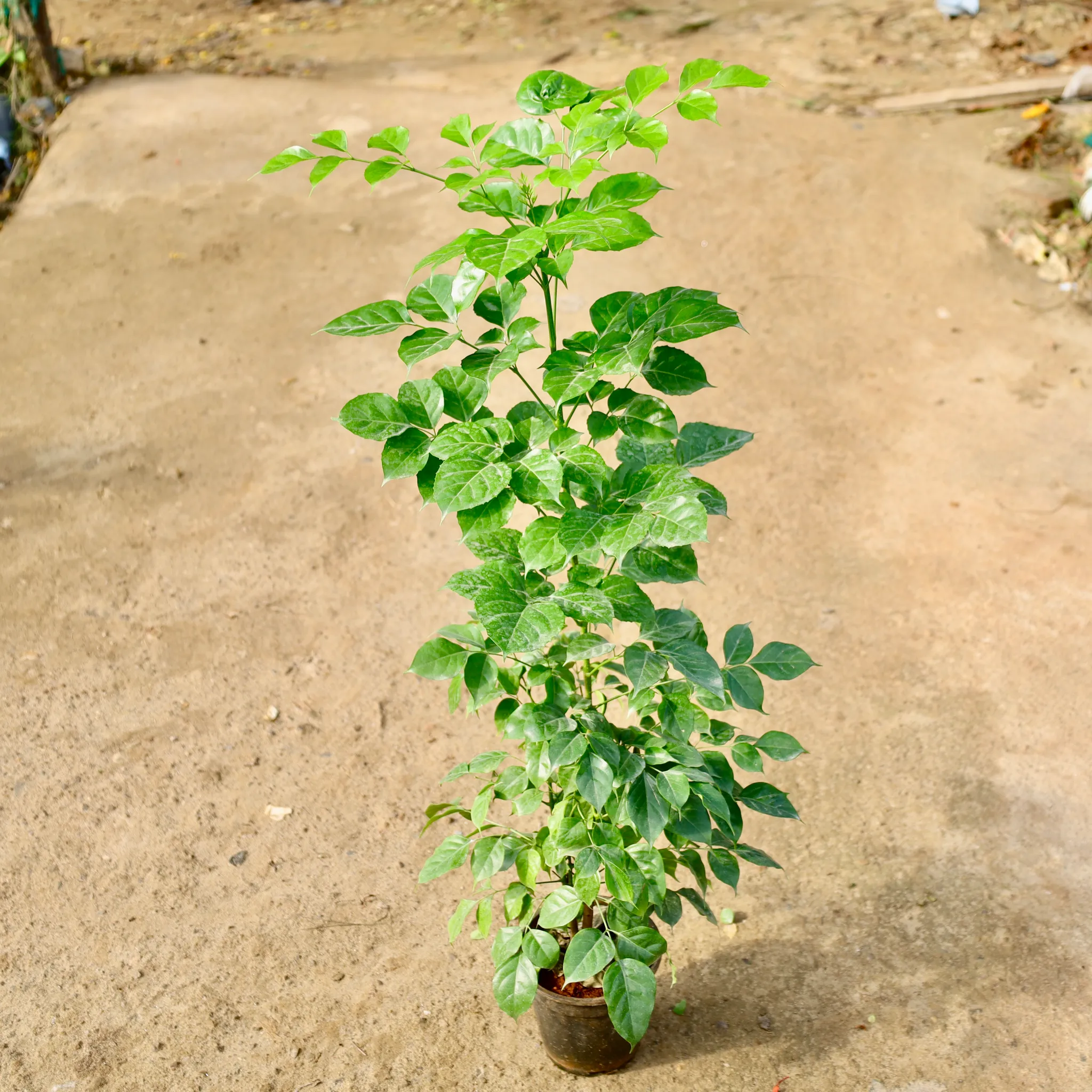 China Doll / Radermachera in 6 Inch Nursery Pot