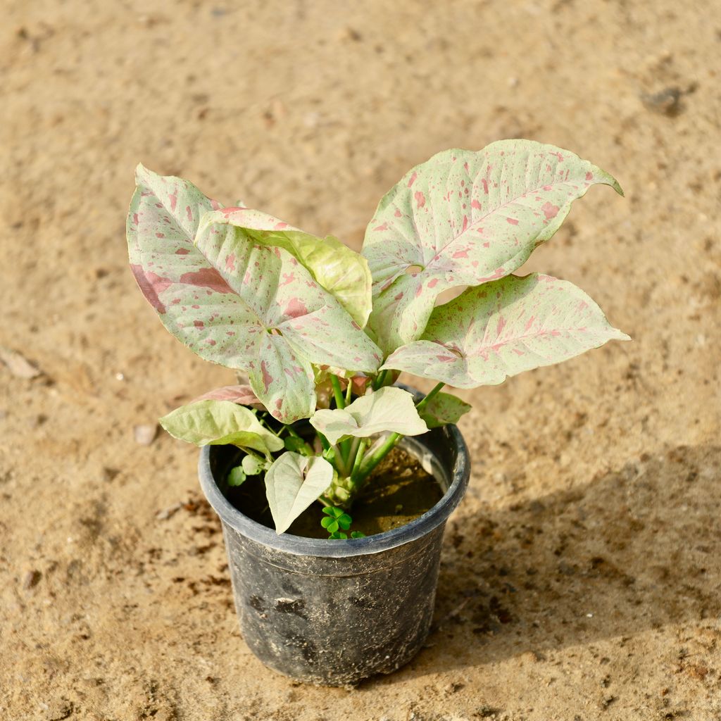 Syngonium Candyfloss in 4 Inch Nursery Pot
