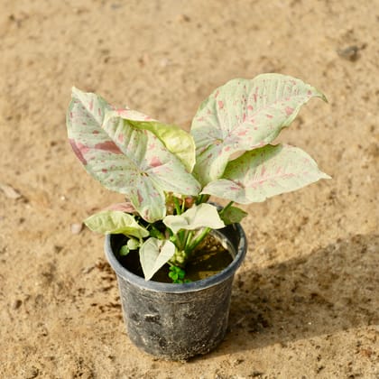 Buy Syngonium Pink in 4 Inch Nursery Pot Online | Urvann.com