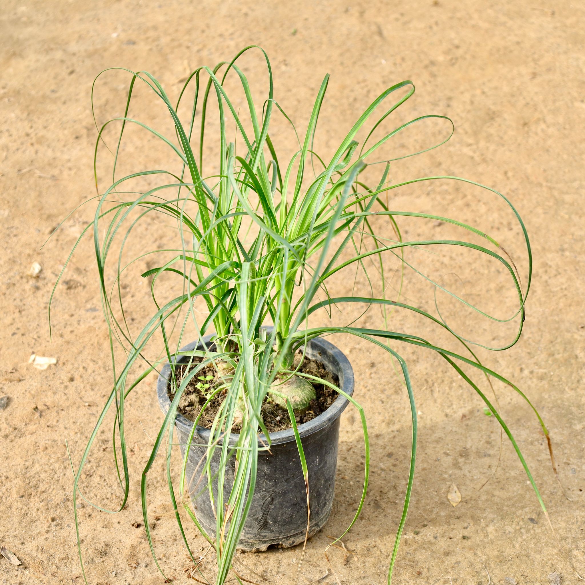 Lolina / Nolina Palm in 8 Inch Nursery Pot