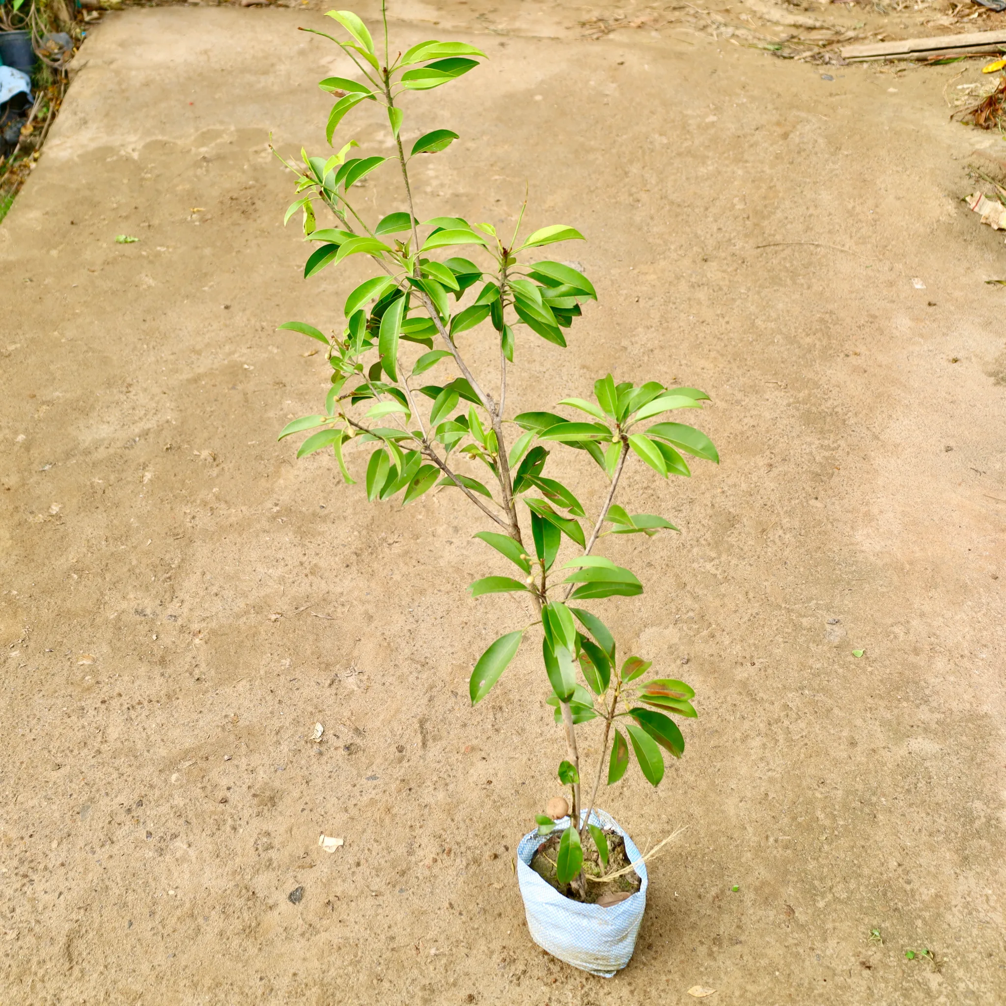 Chiku / Sapodilla in 8 Inch Nursery Bag