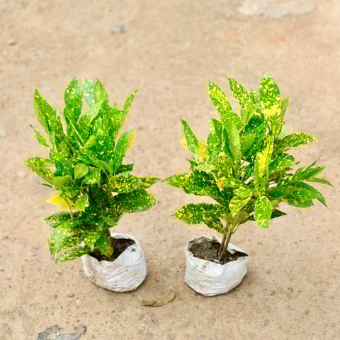 Set of 2 - Baby Croton  in 4 Inch Nursery Bag