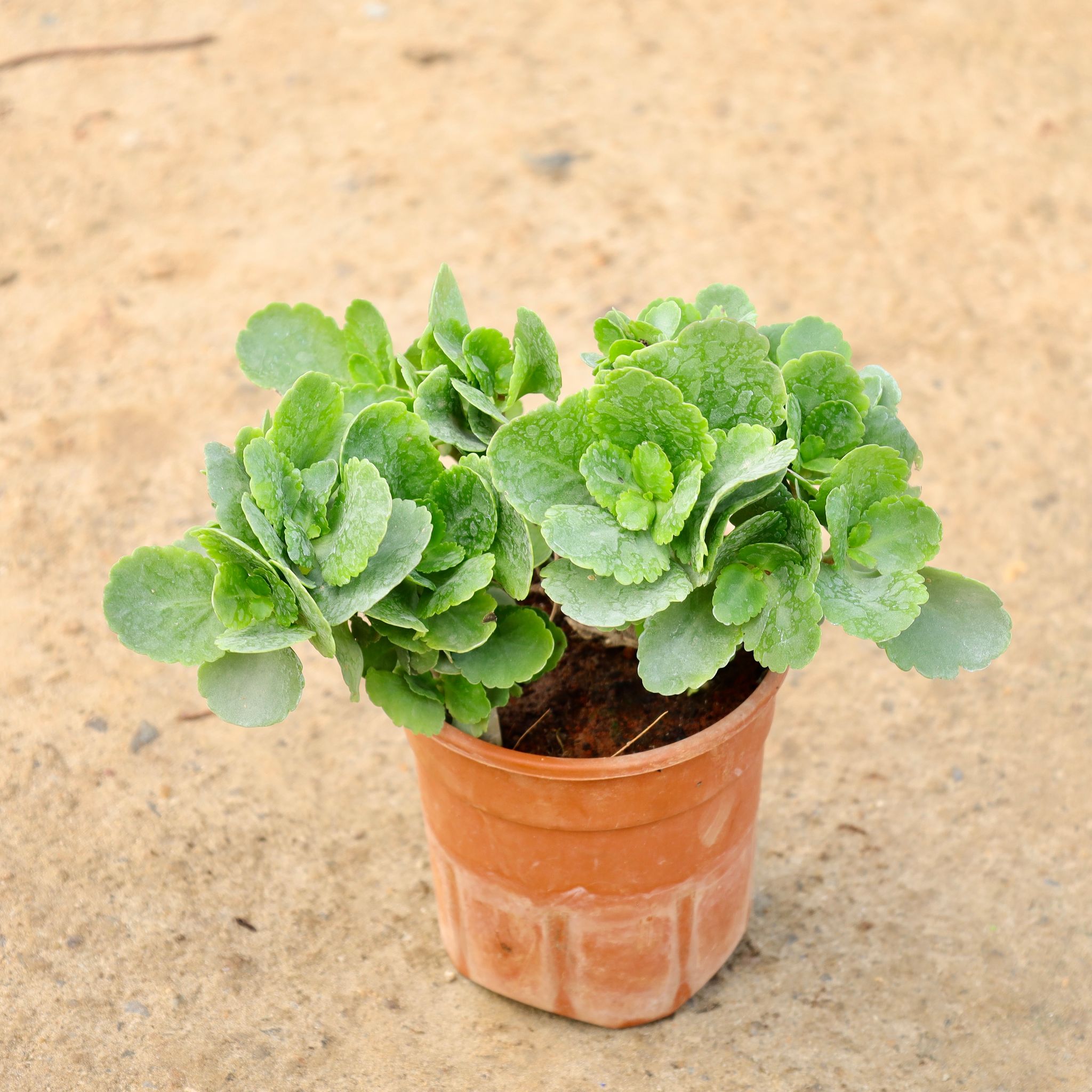 Kalanchoe Succulent (Any Colour) in 5 Inch Nursery Pot