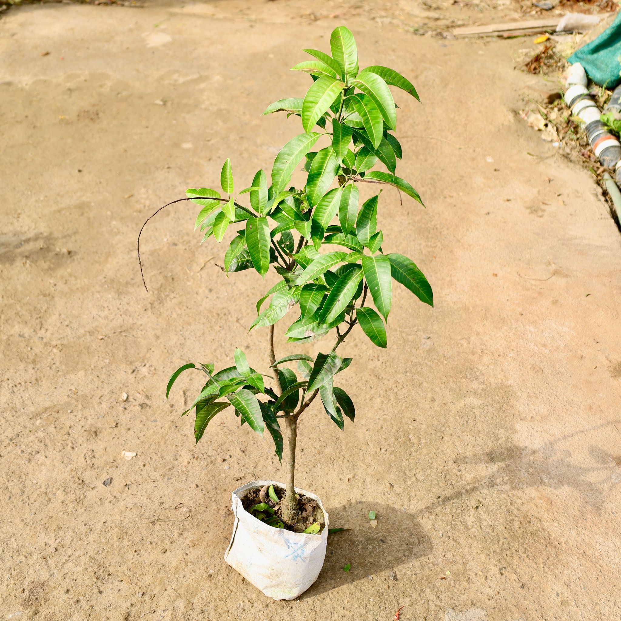 Thai Mango in 10 Inch Nursery Bag