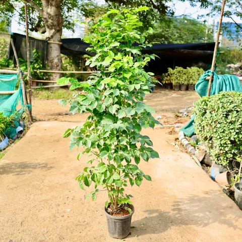 China Doll / Radermachera in 10 Inch Nursery Pot