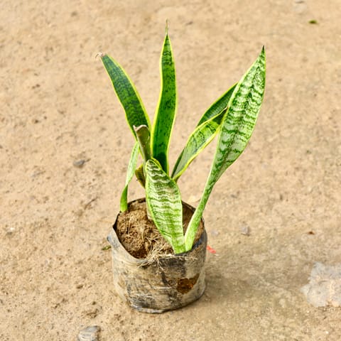 Snake Long in 8 Inch Nursery Bag