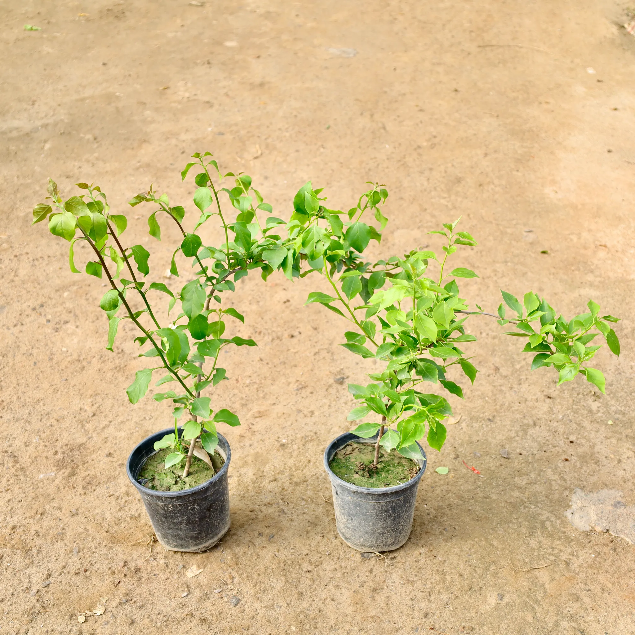 Set of 2 - Bougainvillea (Any Colour) in 6 Inch Nursery Pot