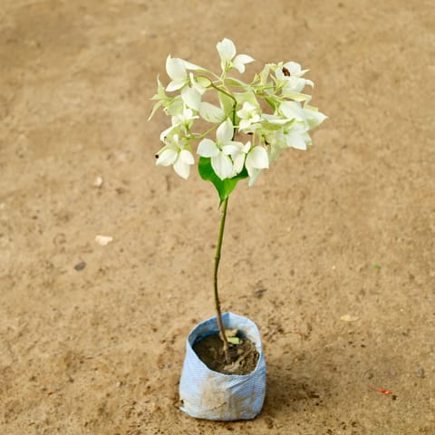 Mussaenda (Any Colour) in 7 Inch Nursery Bag