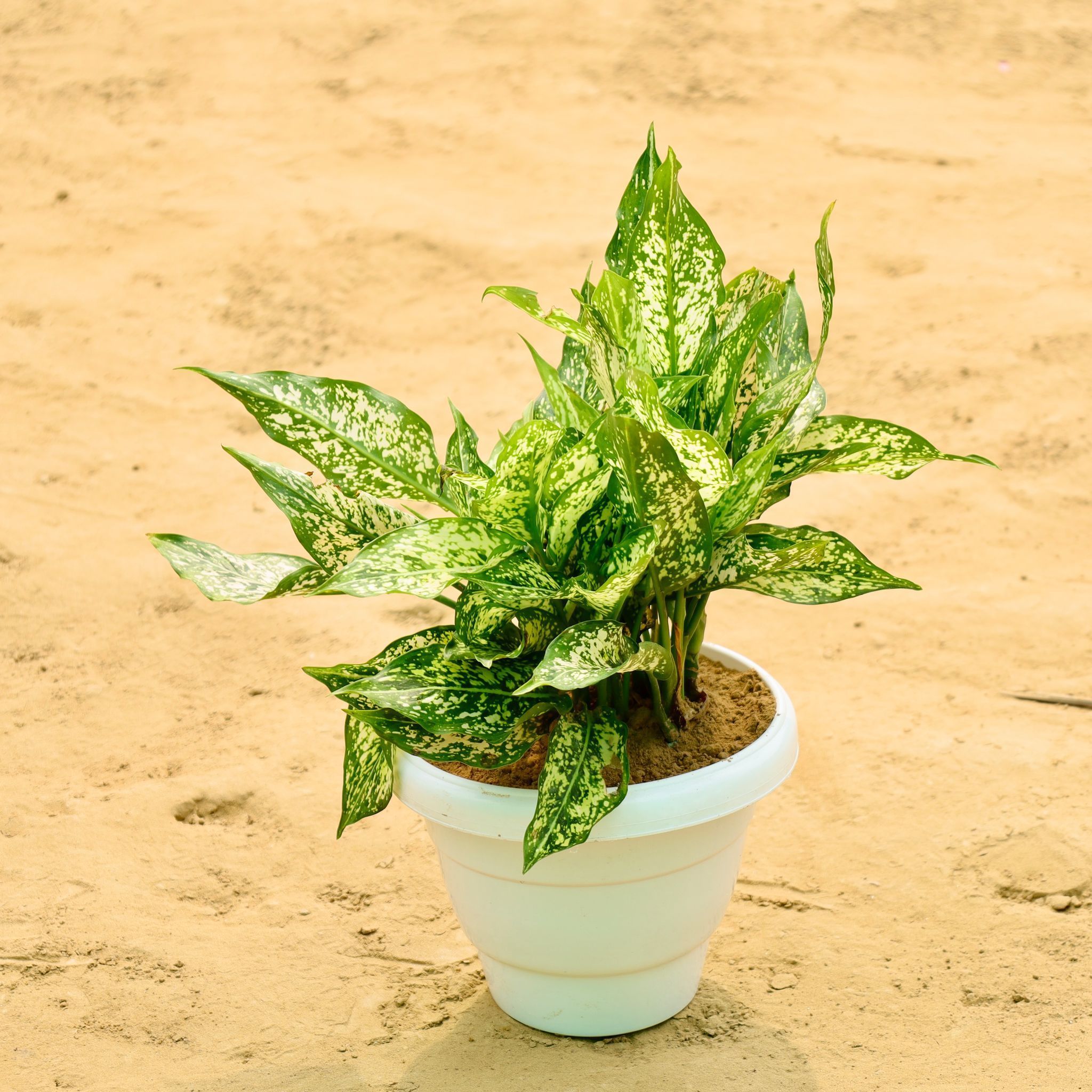 Aglaonema Snow White in 10 Inch White Classy Plastic Pot