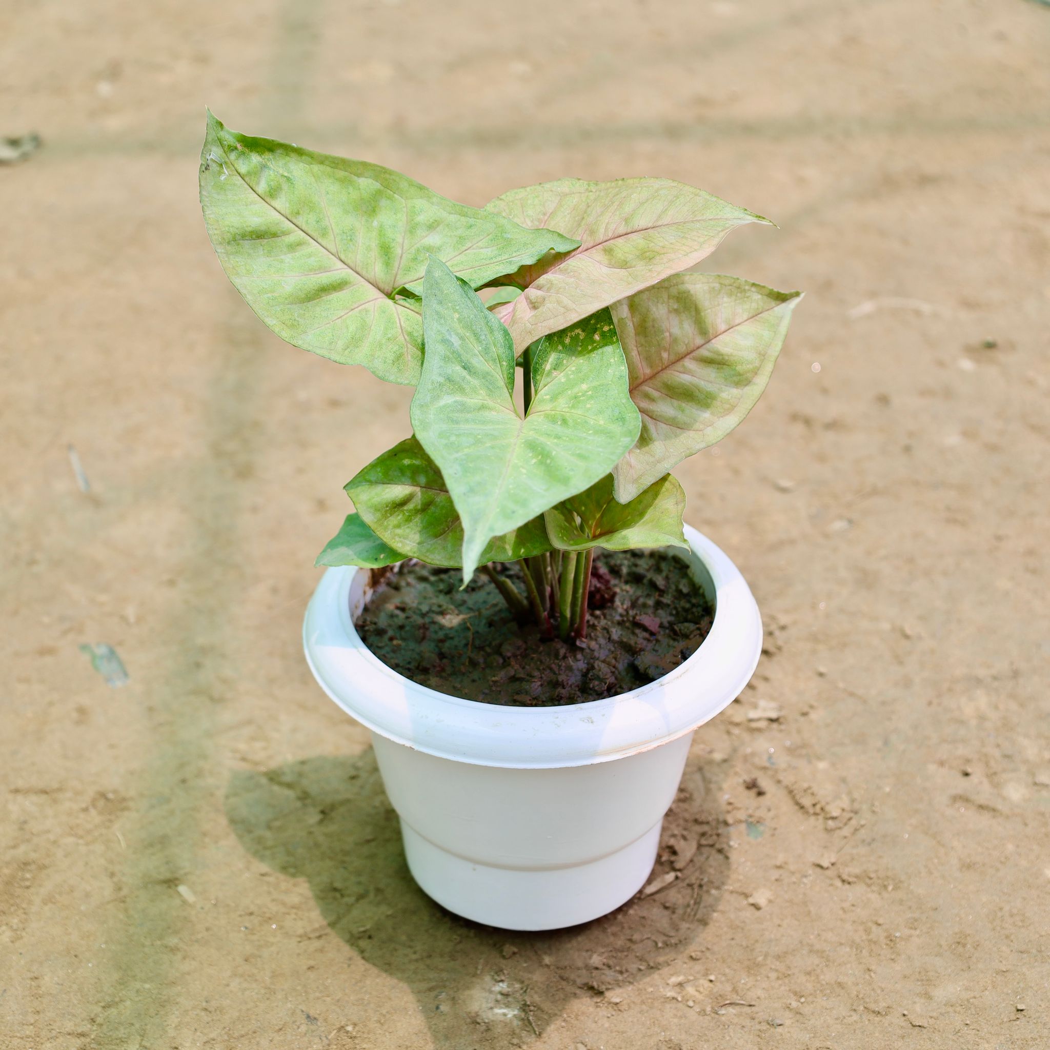 Syngonium Pink in 6 Inch White Classy Plastic Pot