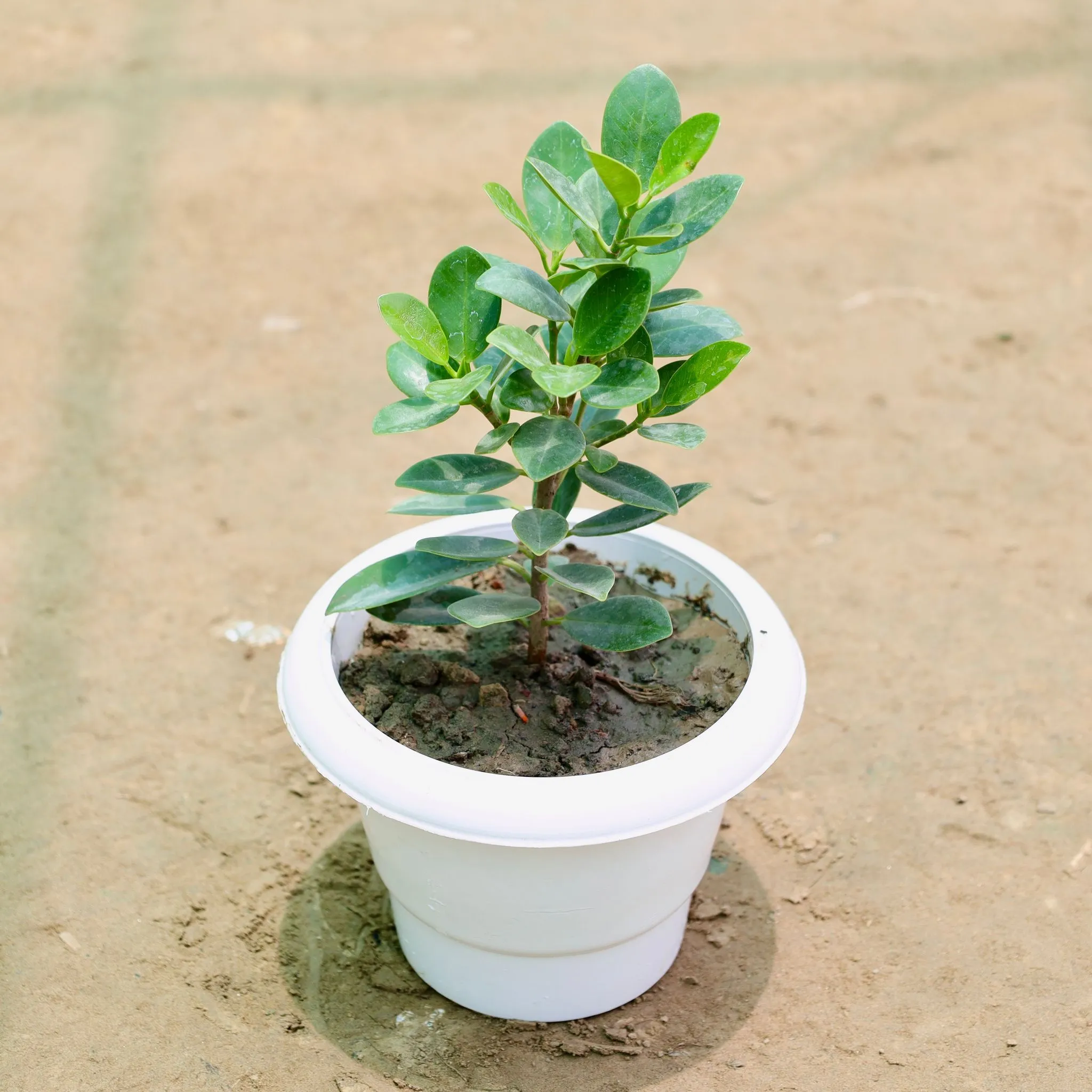 Ficus Long Island in 6 Inch White Classy Plastic Pot