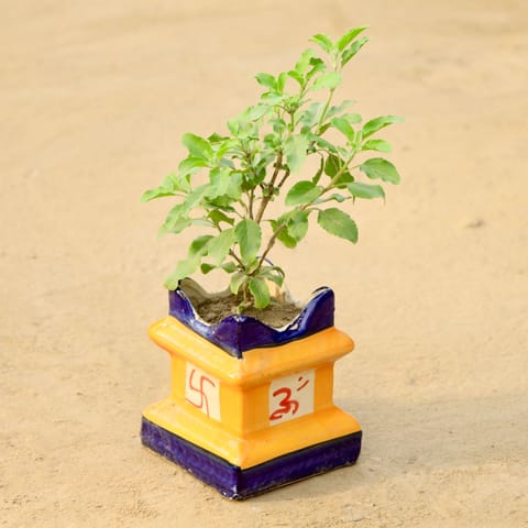 Holy Rama Tulsi in 6 Inch Tulsi Designer Ceramic Pot (Any Colour)
