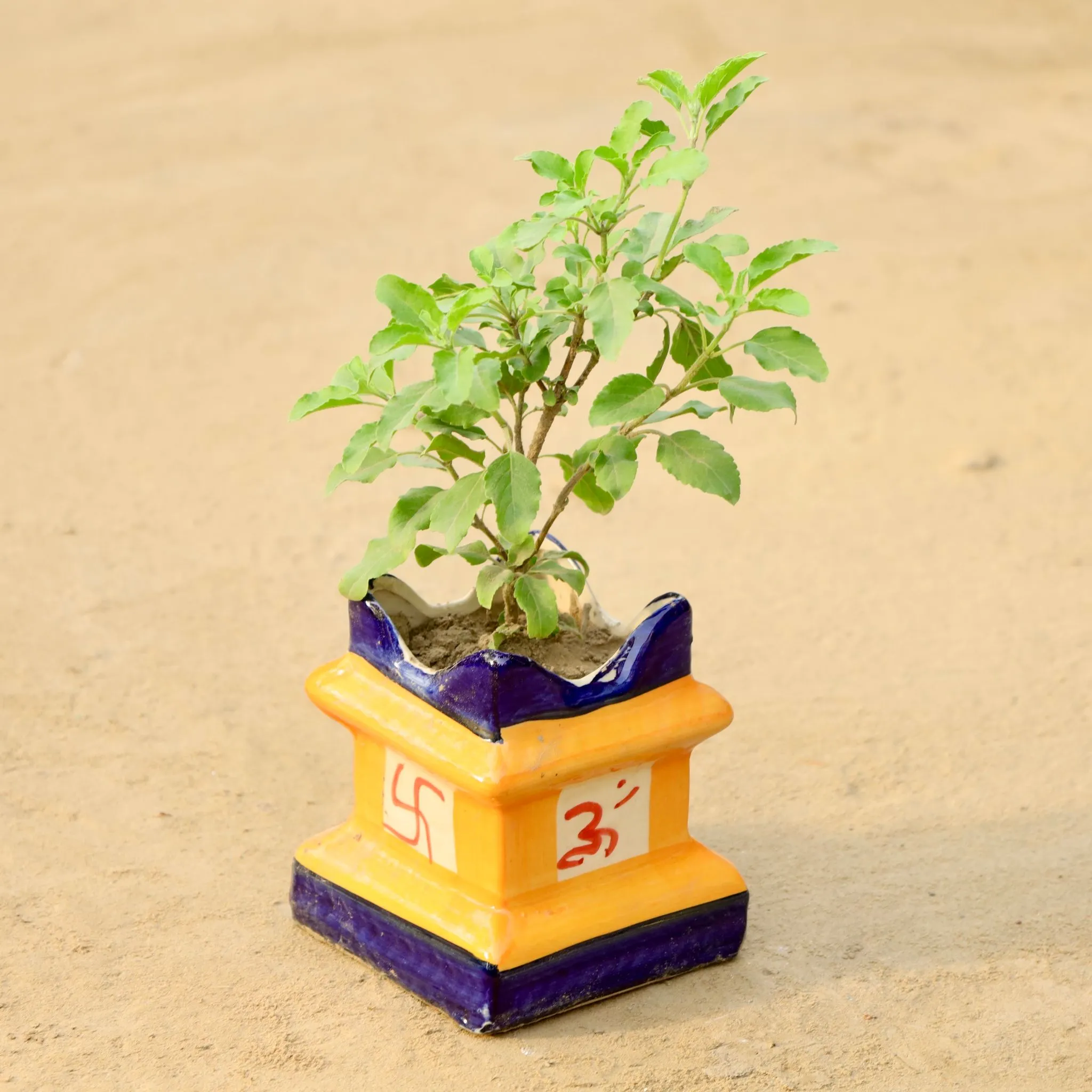 Holy Rama Tulsi in 6 Inch Tulsi Designer Ceramic Pot (Any Colour)