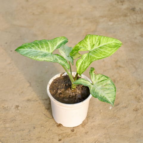 Syngonium Arrowhead in 4 Inch Nursery Pot