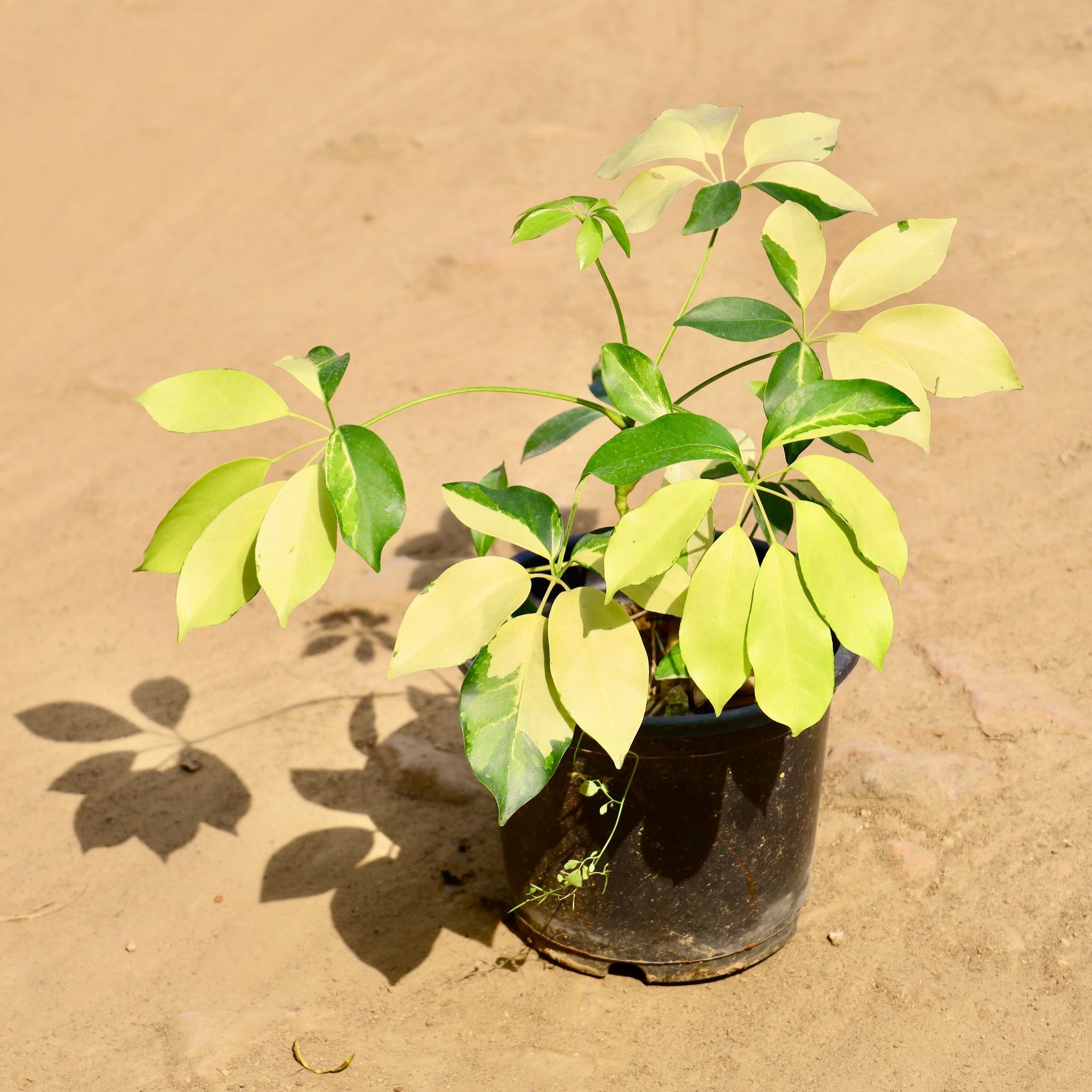 Schefflera Yellow in 6 Inch Nursery Pot
